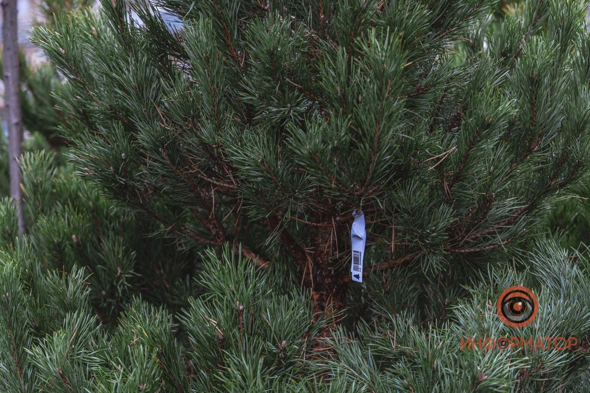 На каждой елке должен быть штрихкод 