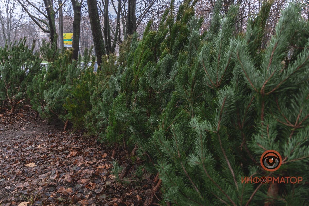 Цена елочек зависит от высоты и плотности иголок