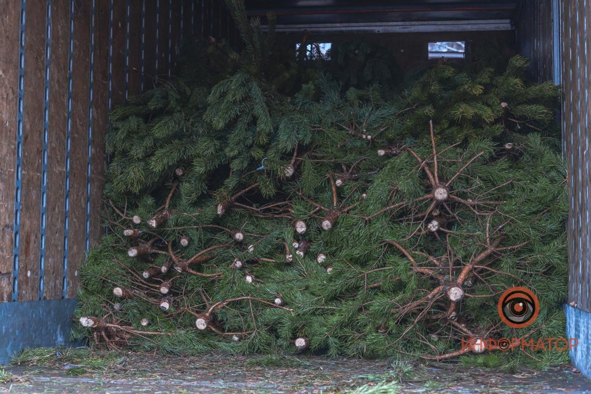 🌲🌲🌲🌲🌲🌲🌲🌲