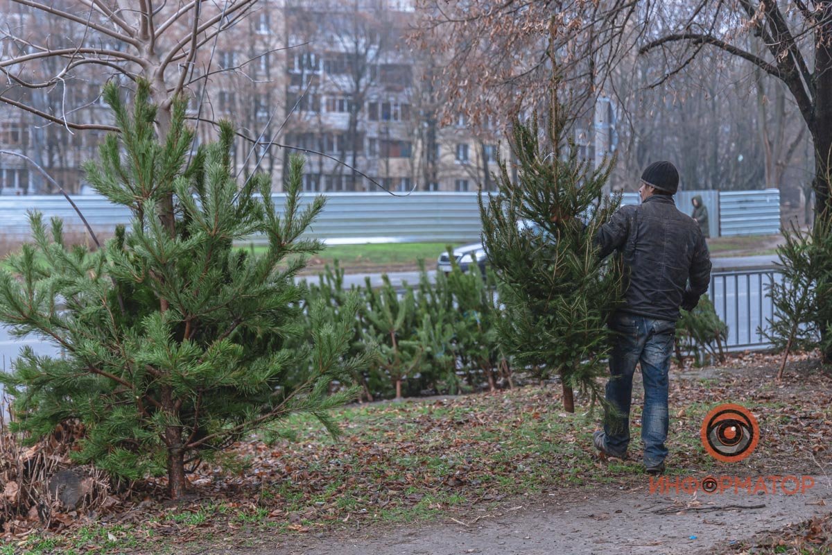 Какой же Новый год без елки, верно?