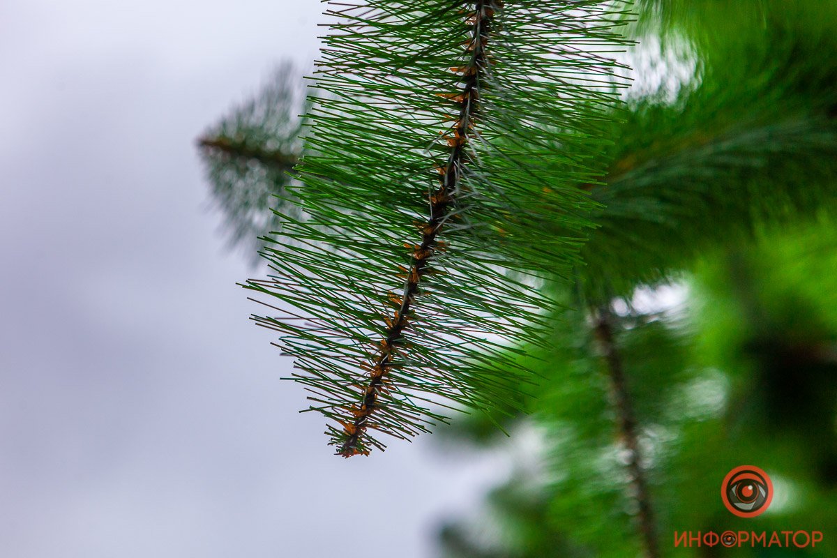 Ее еще не успели укутать в гирлянду и украсить шариками Ее еще не успели укутать в гирлянду и украсить шариками
