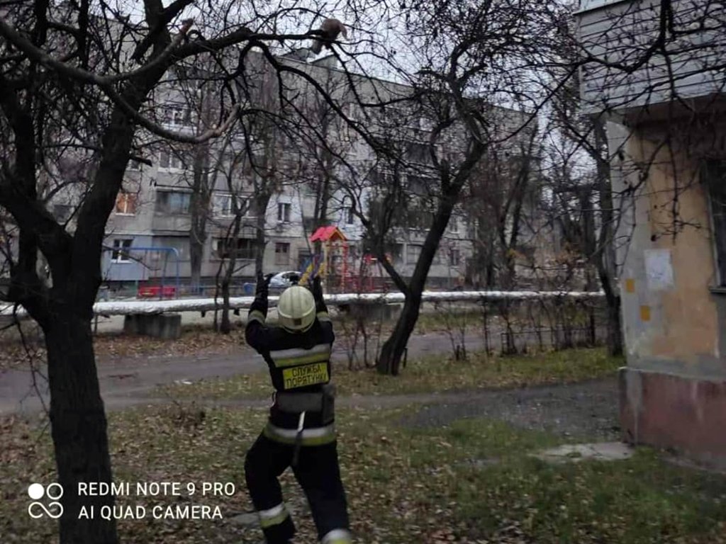 Кот сидел на уровне второго этажа Кот сидел на уровне второго этажа