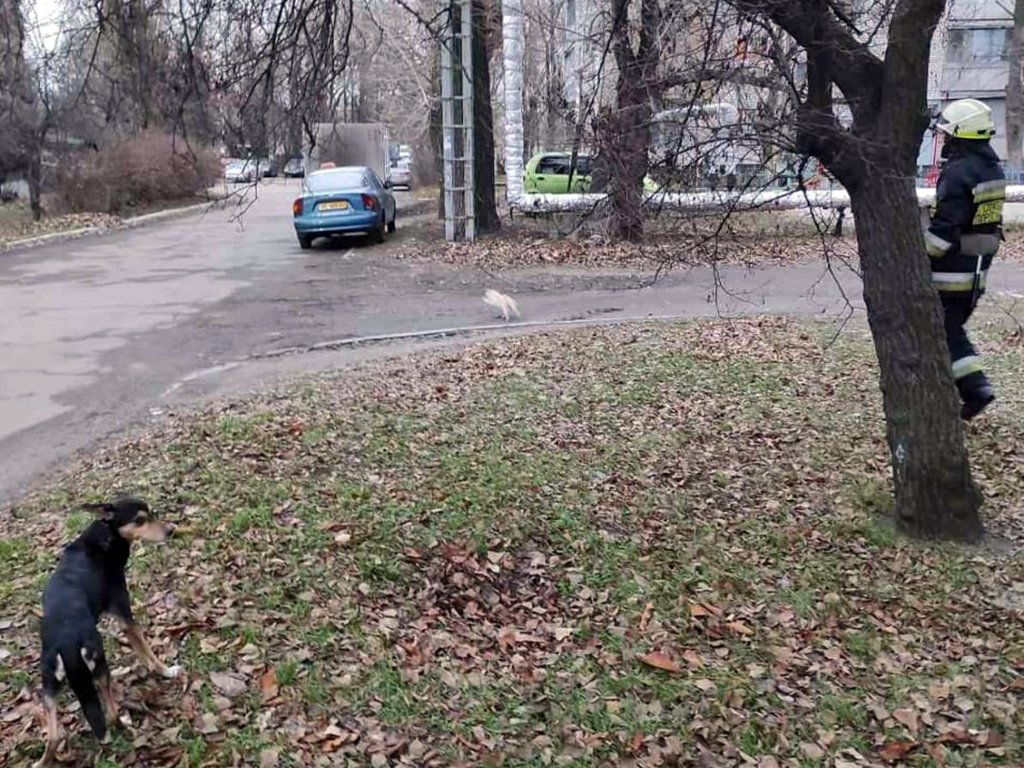 Вскоре животное вернули на землю Вскоре животное вернули на землю