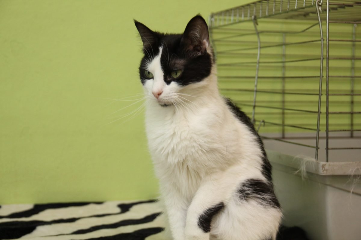 Серьезный кусь 