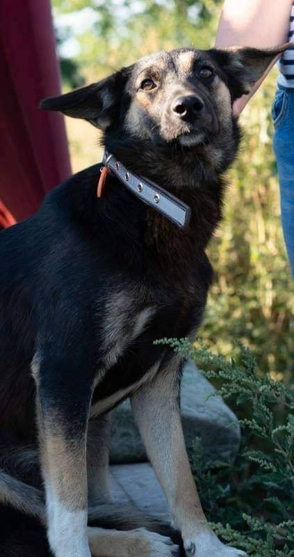 Молодая собачка с прекрасным характером