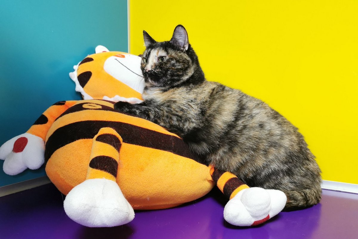 Пушистая девочка ждет, когда ее заберут в уютный дом