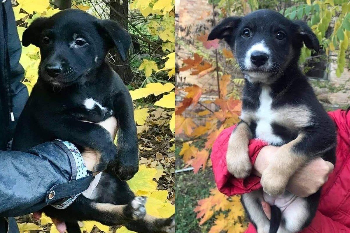 Два милейших карапузика ищут дом