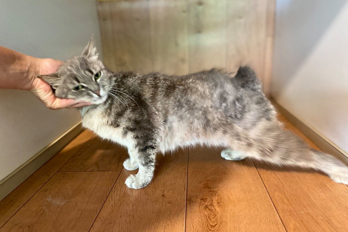 Милейшее создание