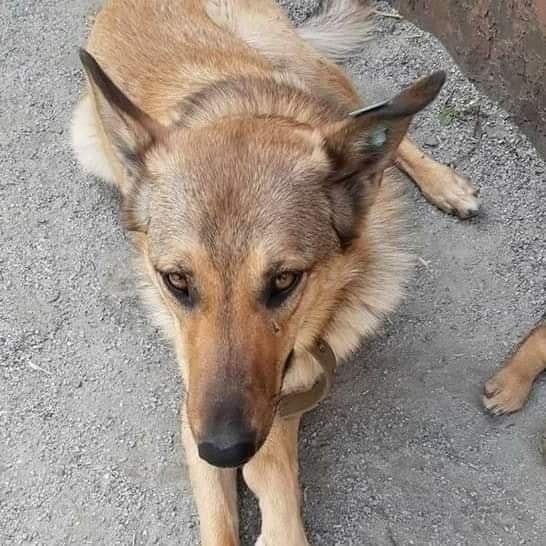 Девочка готова защищать вас 24/7