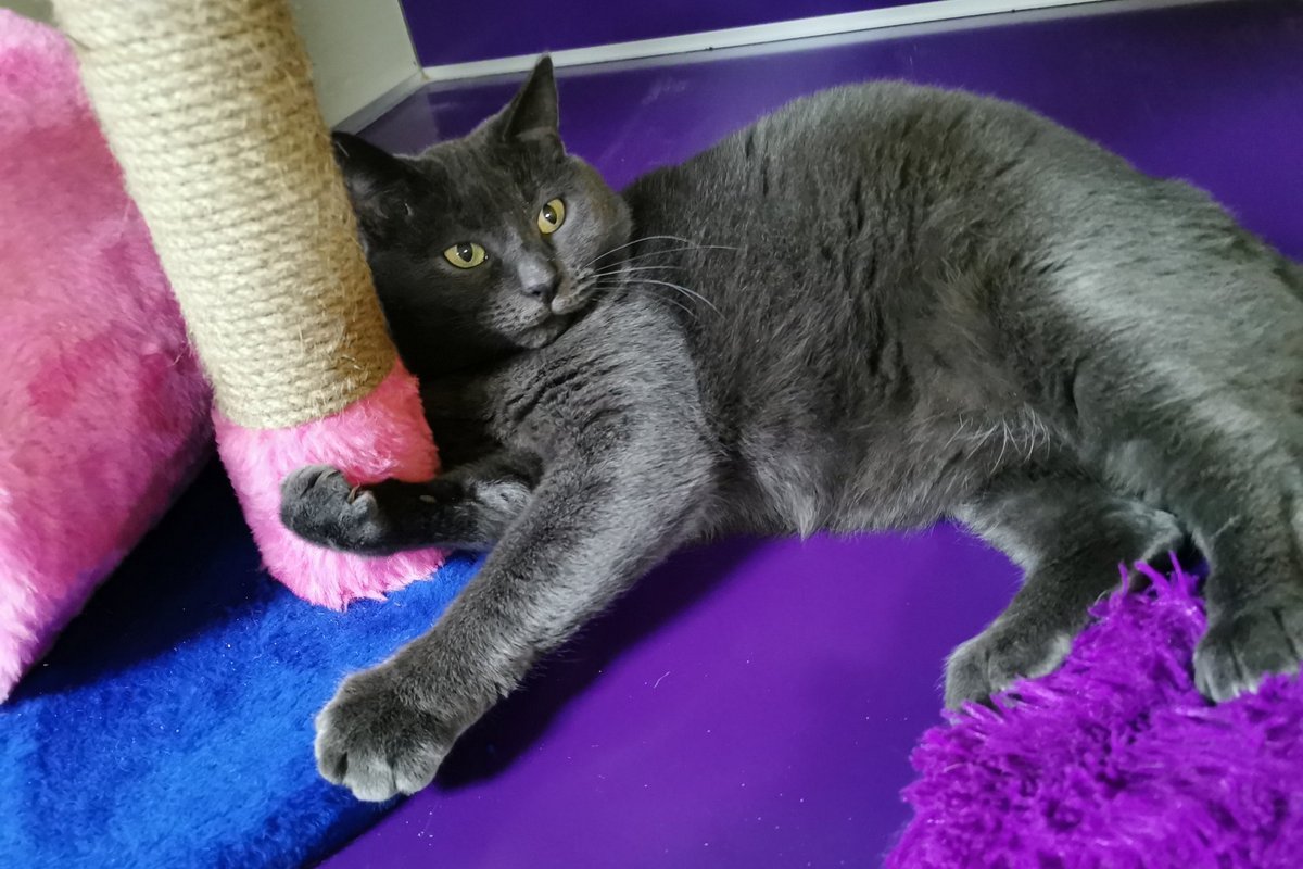 Серенькая кошечка Сима