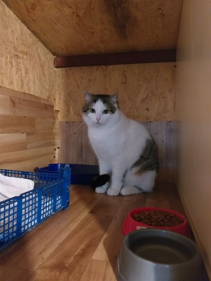 Грустный кусь ждет, когда вы заберете его в теплый домик