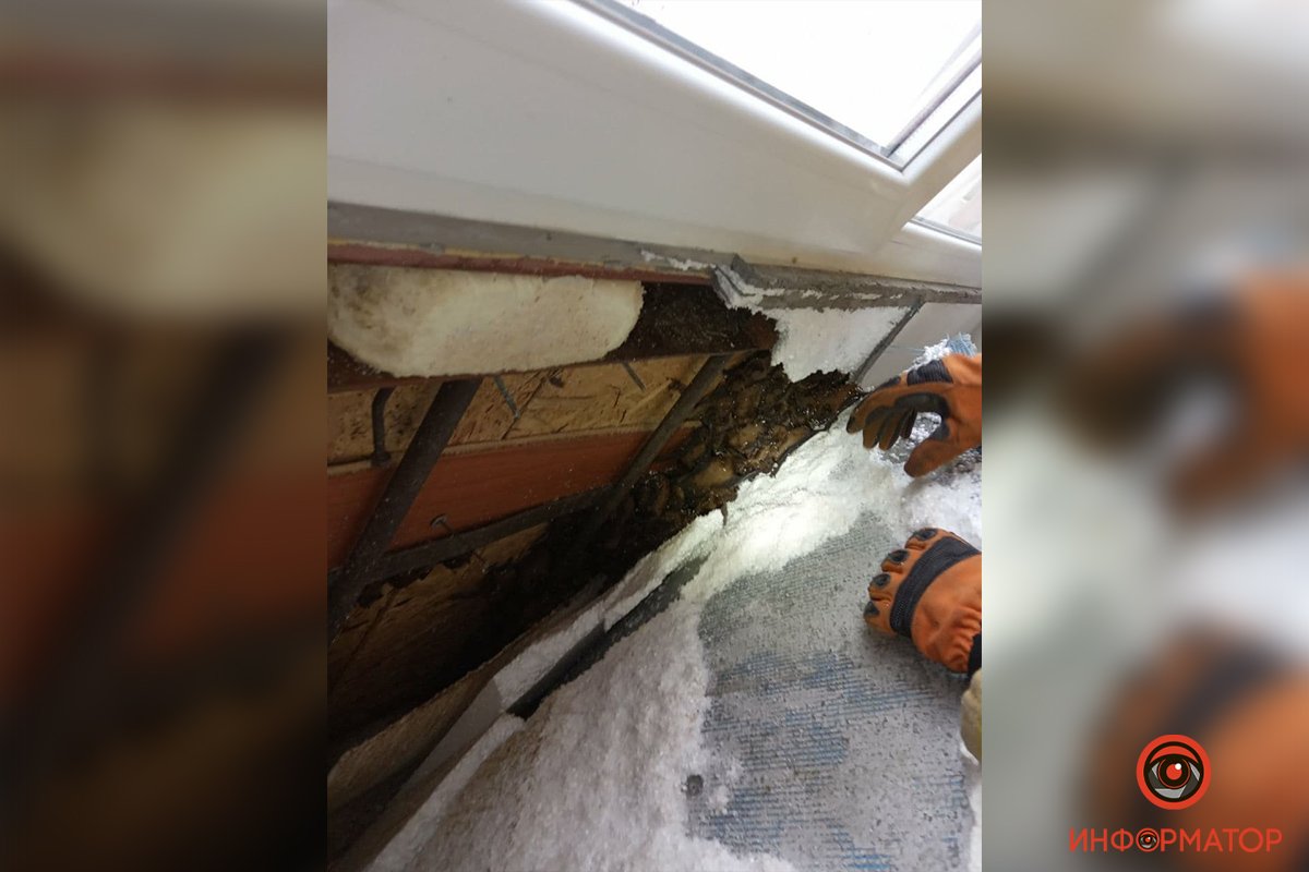 Под обшивкой спасатели обнаружили больше 500 летучих мышей