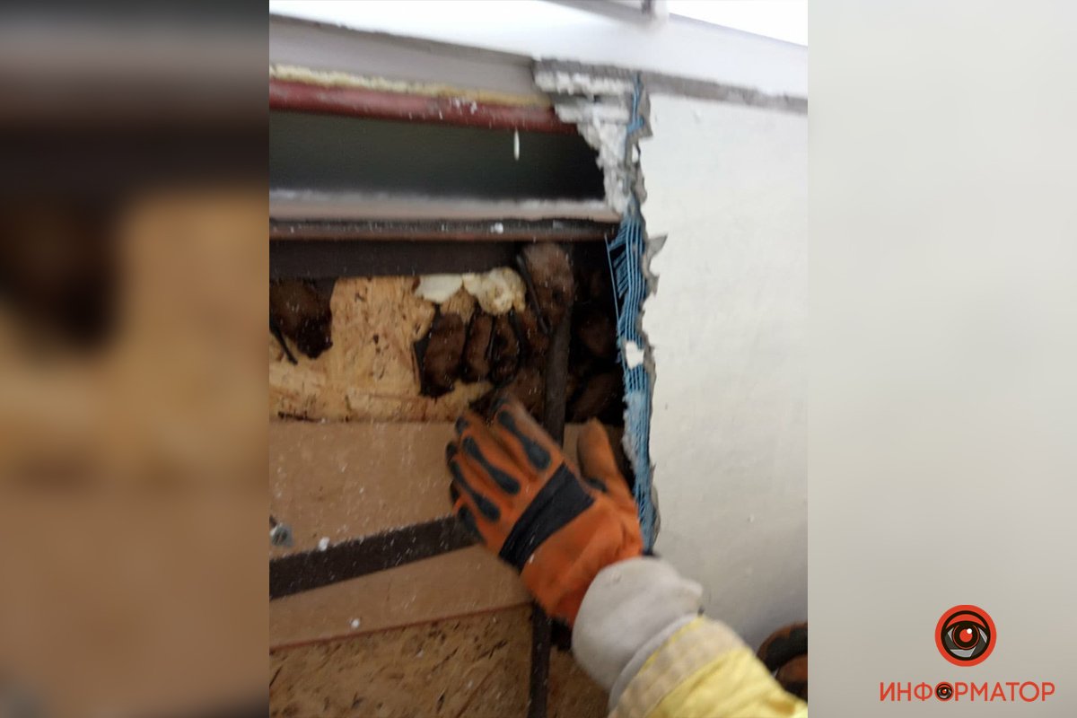 Спасатели выловили малышей и переместили в коробки