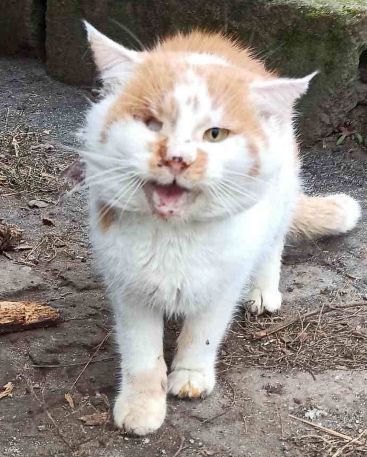 Котик сильно пострадал