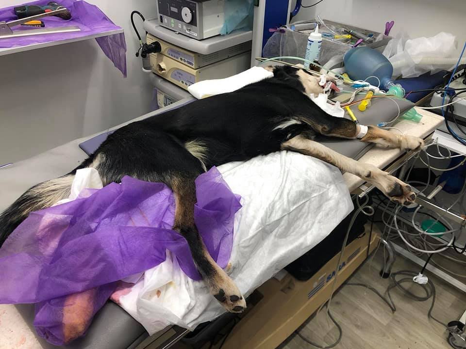 Уголек пережил предательство