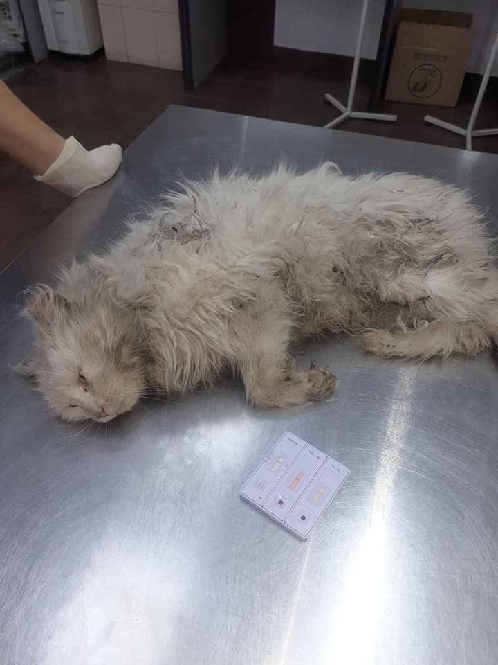 Когда-то она была белоснежной