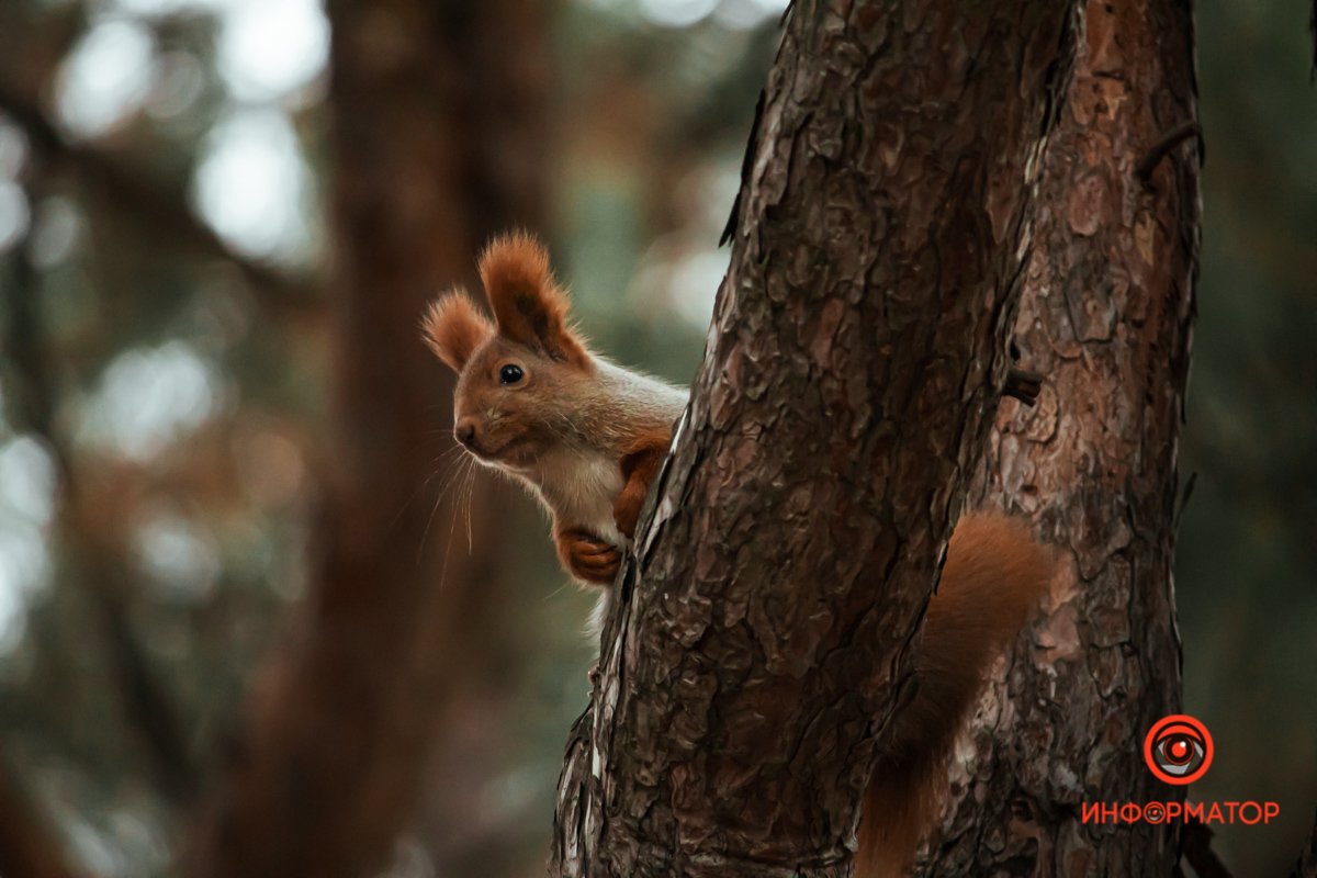 Я слышал, ты пришел кормить белочек Я слышал, ты пришел кормить белочек