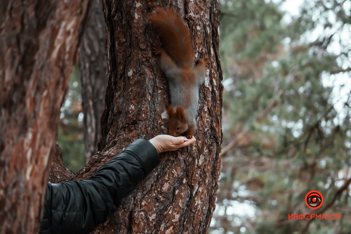 Бесстрашная белка Бесстрашная белка
