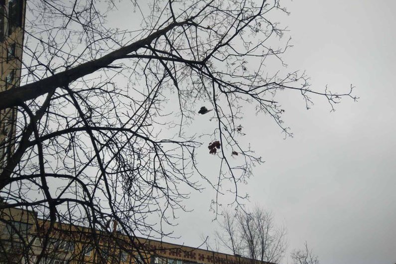 Птица е могла улететь Птица е могла улететь