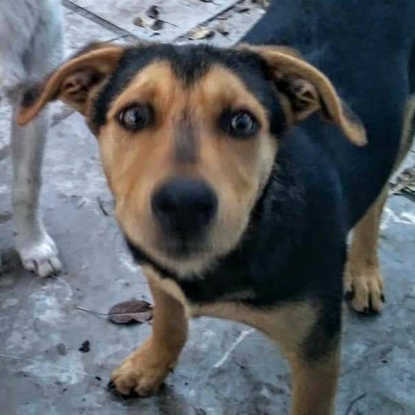 Девятимесячный щенок Будда Девятимесячный щенок Будда