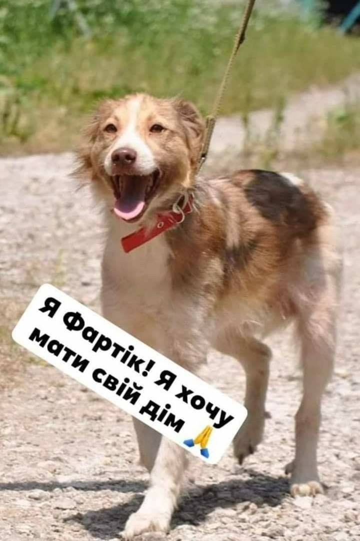 Песик Фартик Песик Фартик