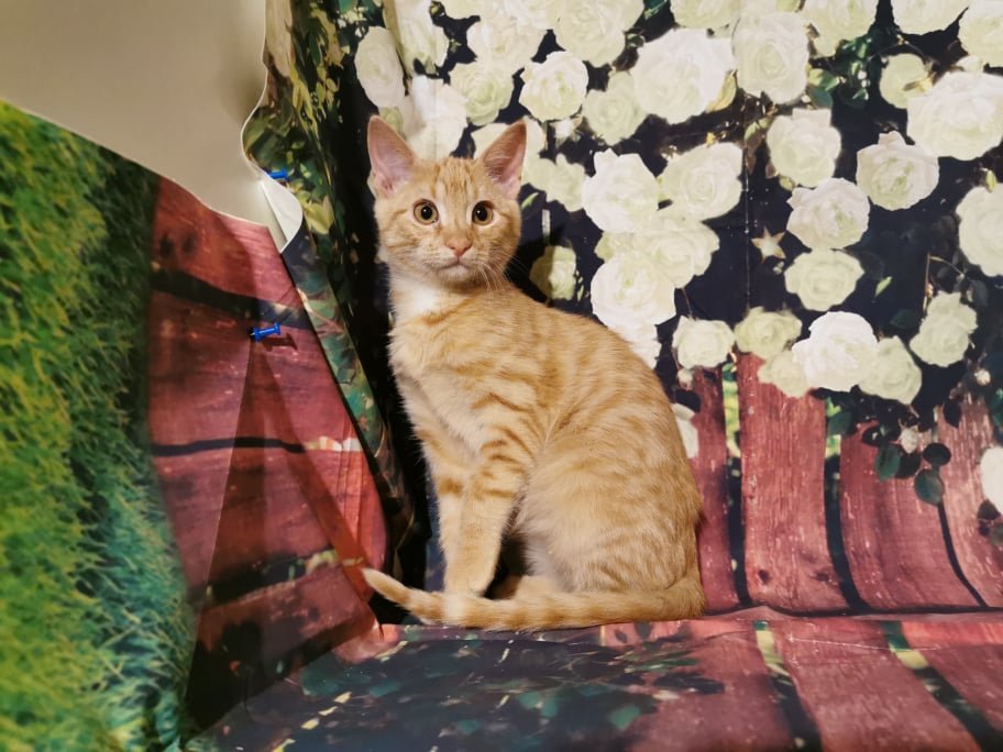 Котенок Егорушка Котенок Егорушка