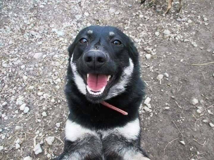 Собачка Рада Собачка Рада