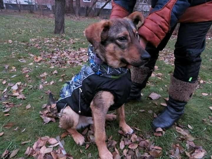 Щенок Оскар Щенок Оскар