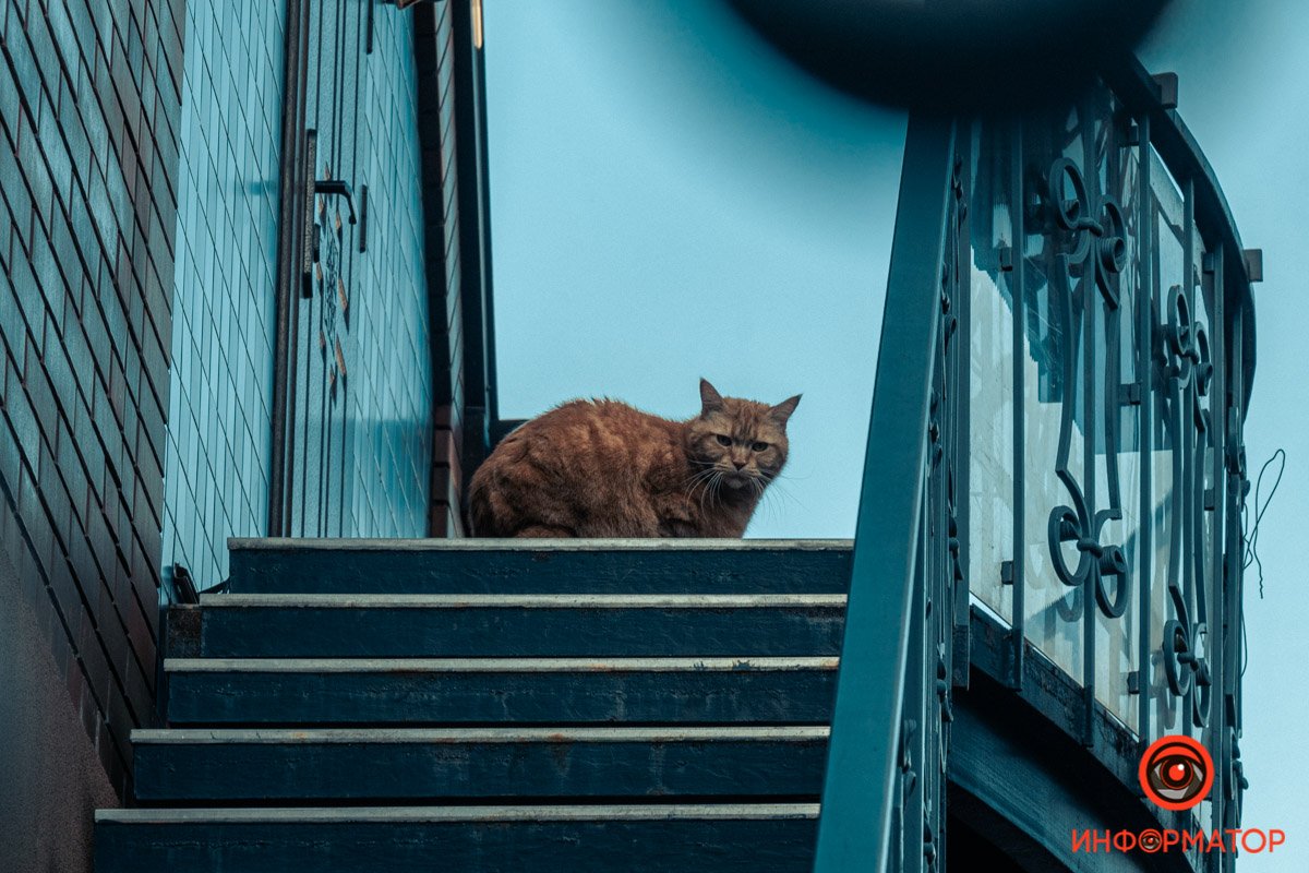 Кажется, котэ без праздничного настроения Кажется, котэ без праздничного настроения