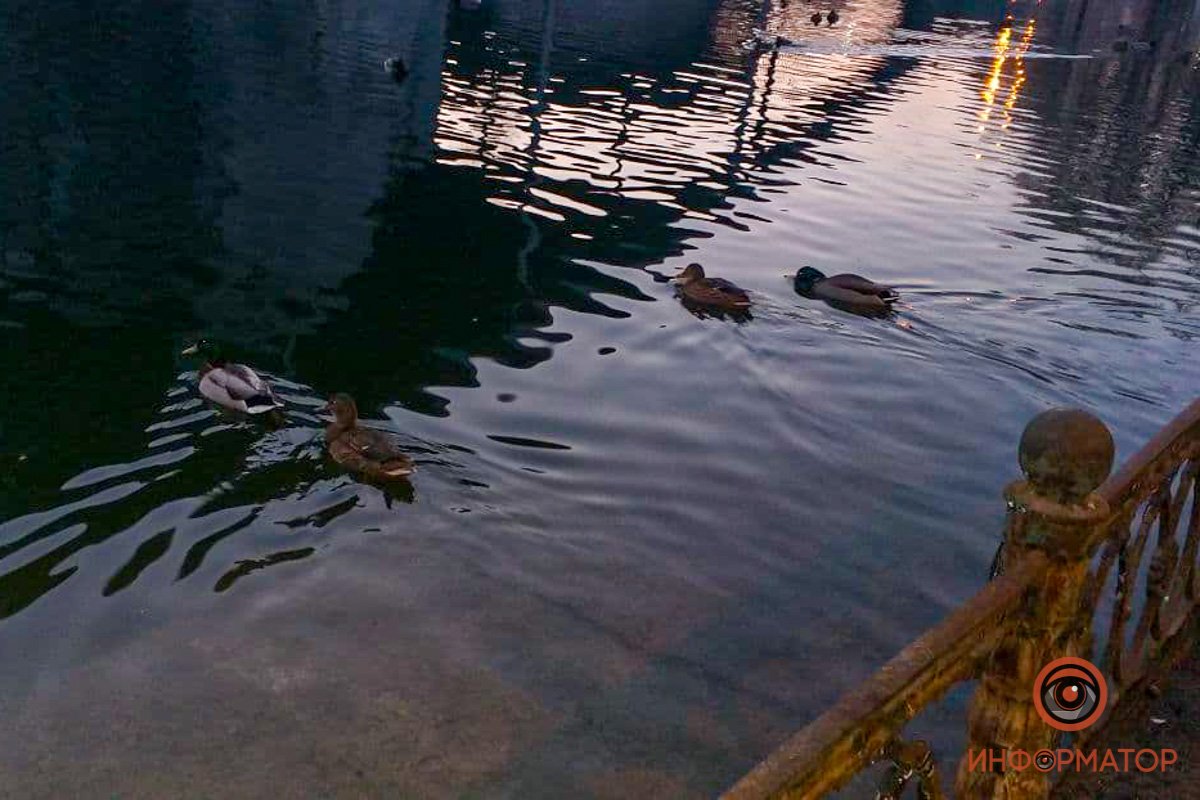 Уточки полноправно чувствуют себя хозяевами как в озере, так и на тротуарах