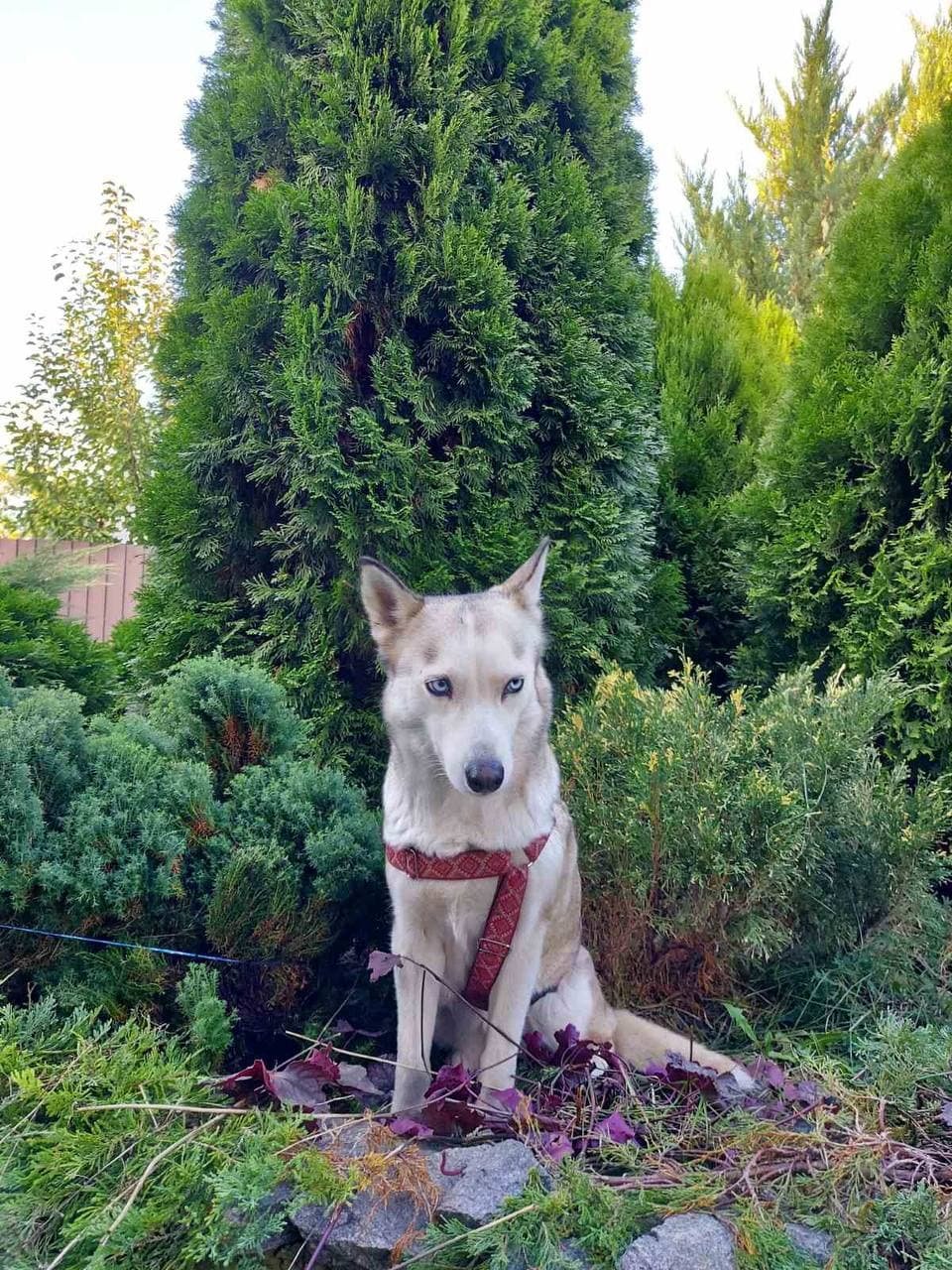 В Днепре пропало много животных: помогите найти 1