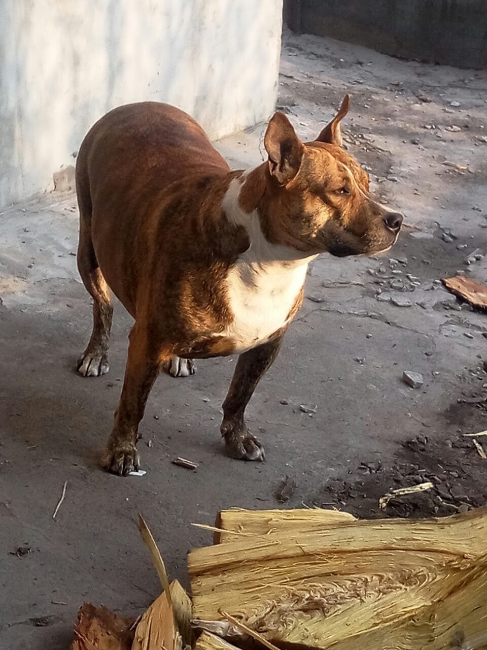 В Днепре пропало много животных: помогите найти 2