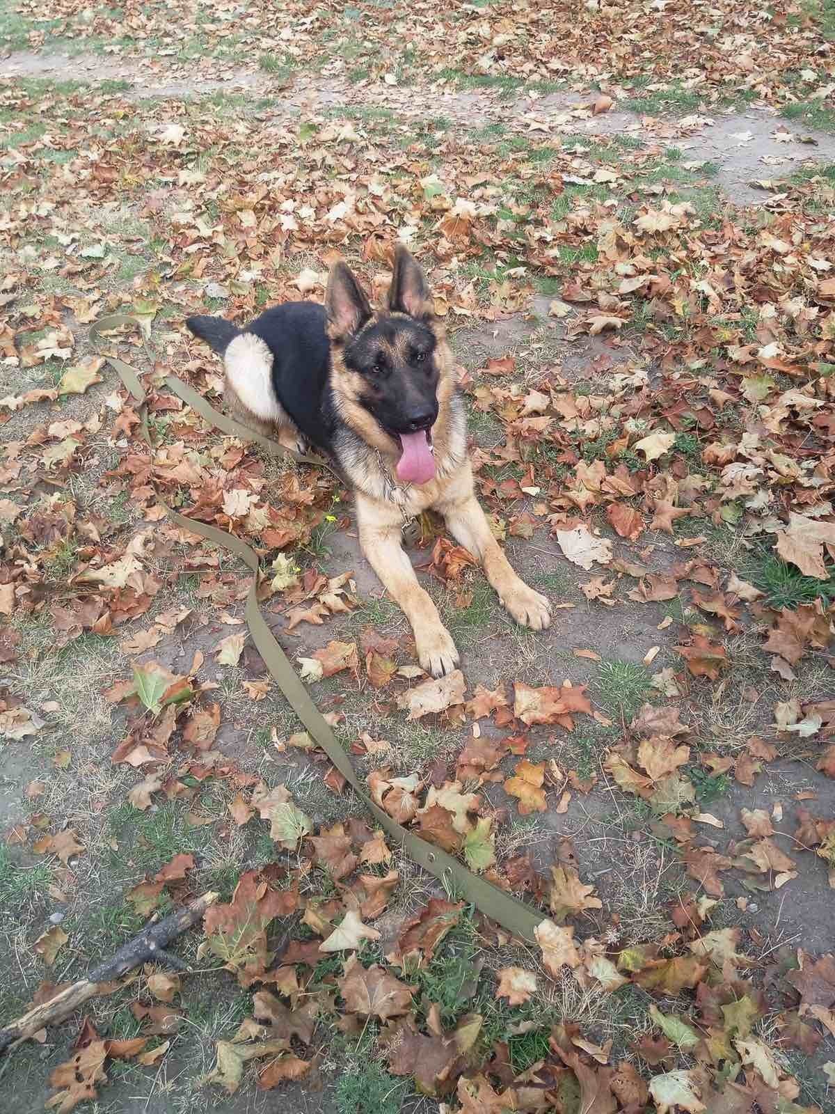 В Днепре пропало много животных: помогите найти 4