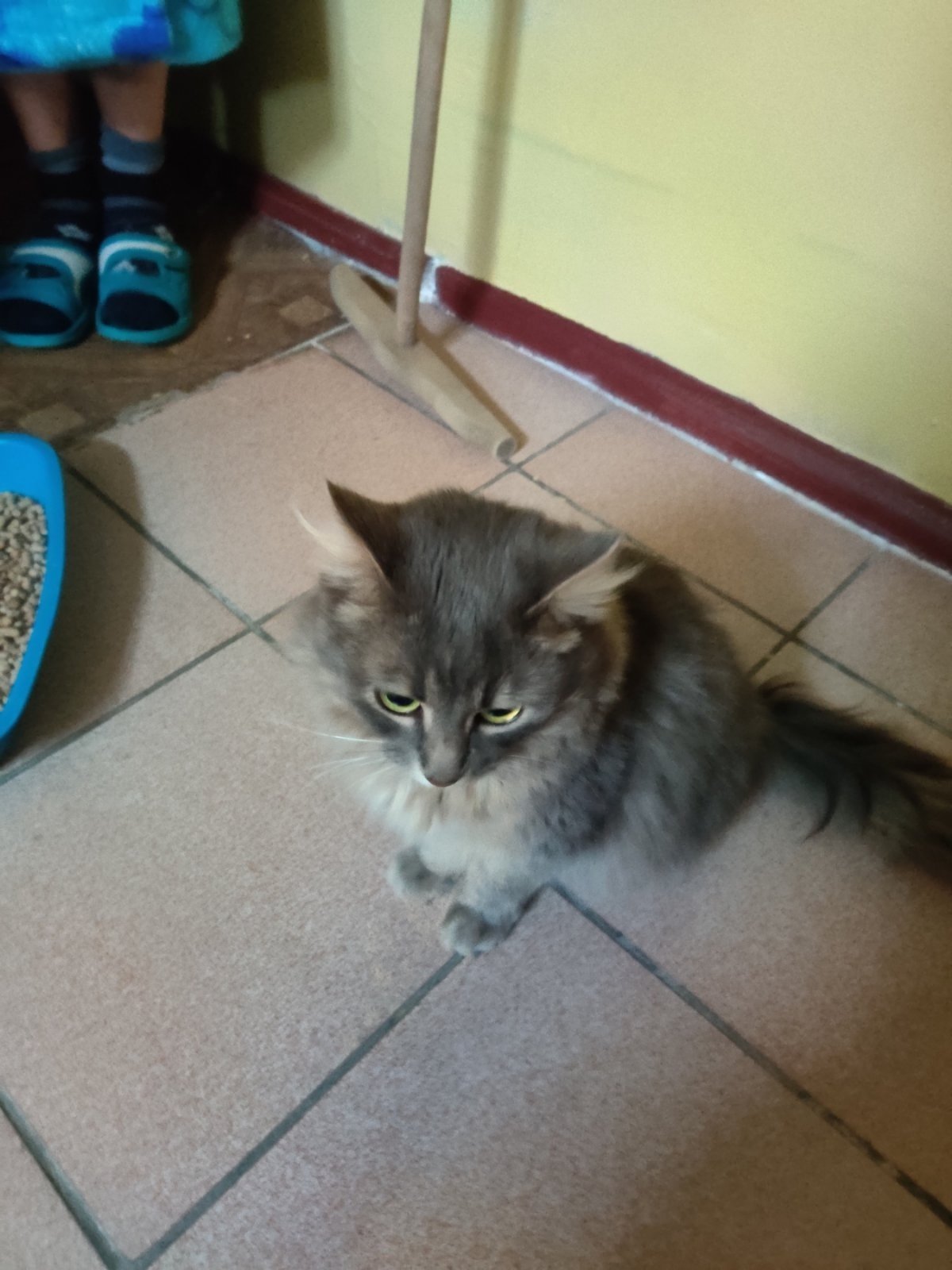 В Днепре пропало много животных: помогите найти 5