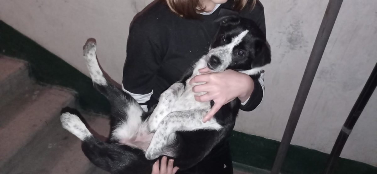 В Днепре пропало много животных: помогите найти 6