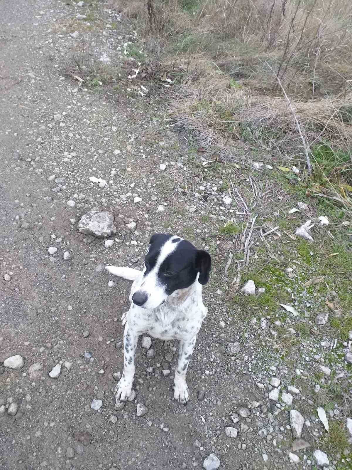 В Днепре пропало много животных: помогите найти 7