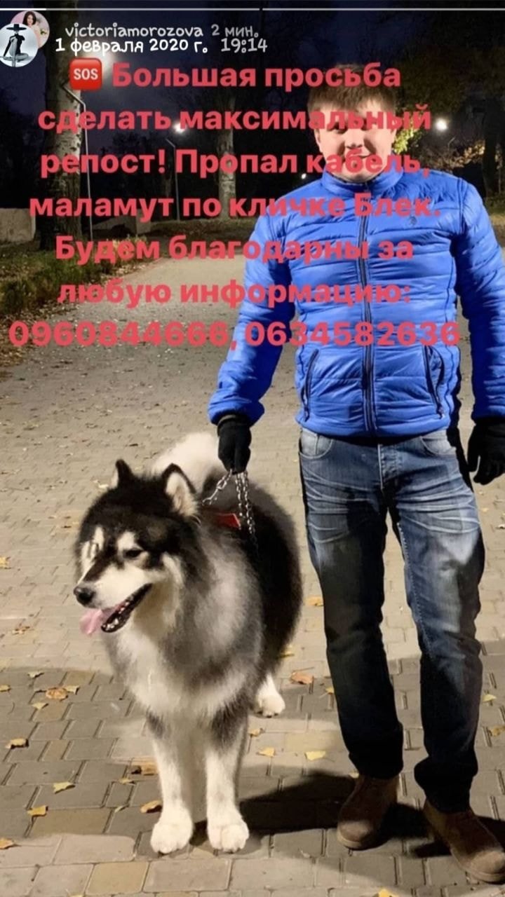 Испугались салютов и сбежали: в Днепре разыскивают пропавших котиков и собак 2