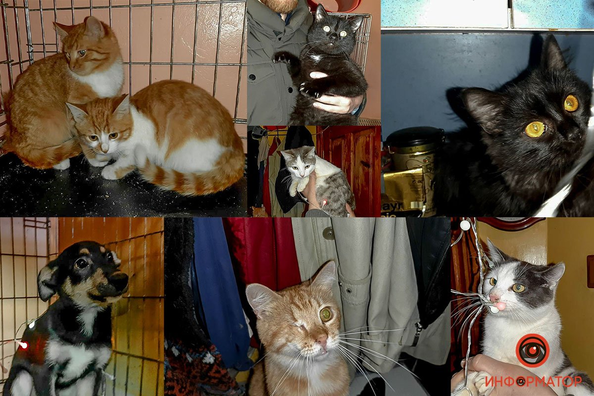 Отряд маленьких хвостиков ищет дом Отряд маленьких хвостиков ищет дом