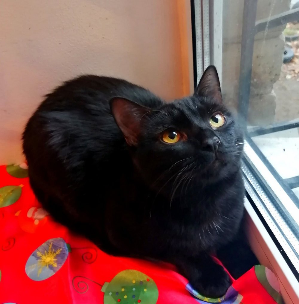 Если вы знаете толк в черных котах, то точно не пройдете мимо Если вы знаете толк в черных котах, то точно не пройдете мимо