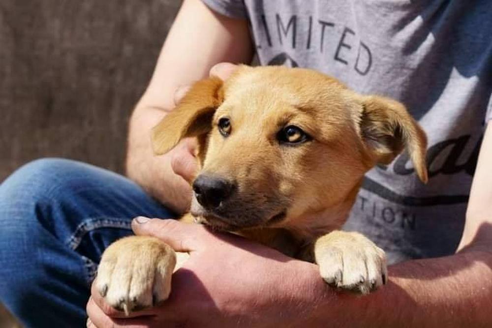 Песику очень грустно одному Песику очень грустно одному