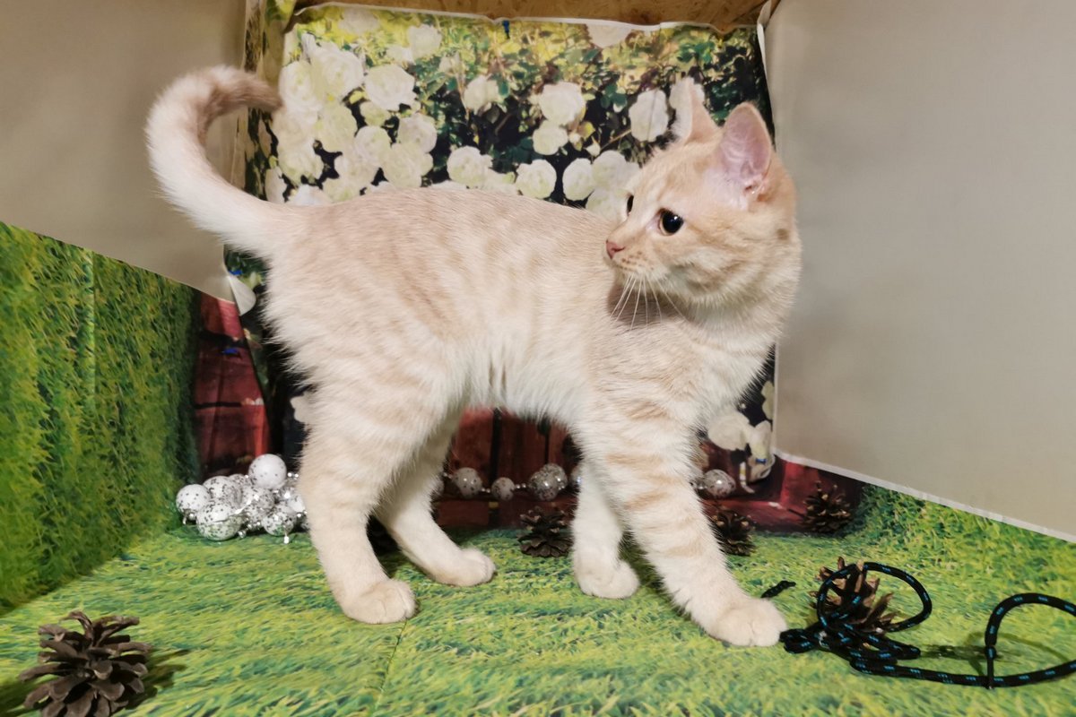 Комочек нежности Комочек нежности