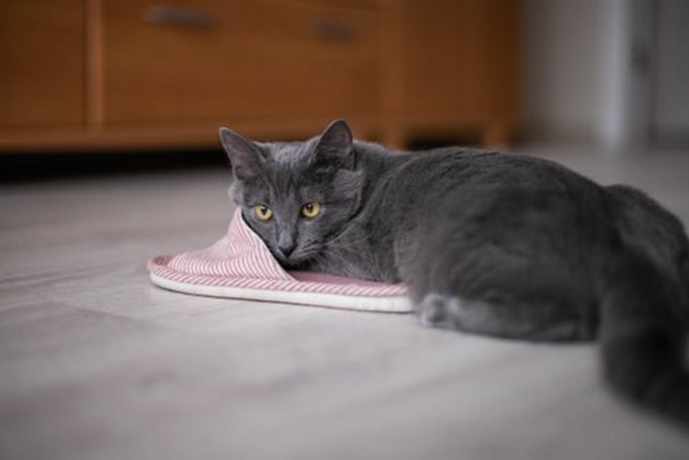 Грустные истории бездомных животных: где найти себе верного друга в Днепре 8