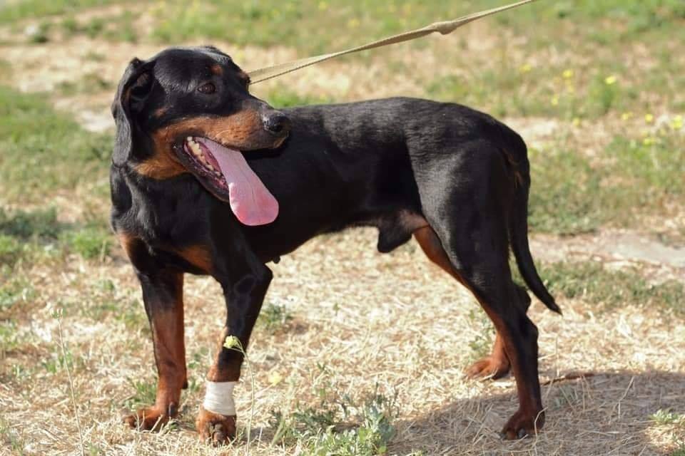 Грустные истории бездомных животных: где найти себе верного друга в Днепре 9