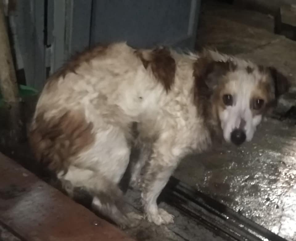 В Днепре после празднования Нового года пропали десятки котов и собак: нужна помощь 1