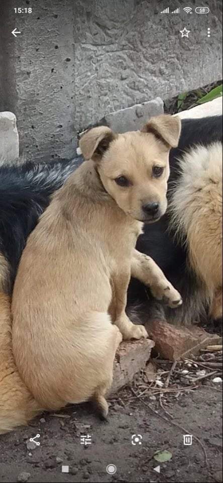 В Днепре после празднования Нового года пропали десятки котов и собак: нужна помощь 2