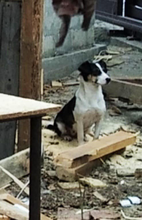 В Днепре после празднования Нового года пропали десятки котов и собак: нужна помощь 3