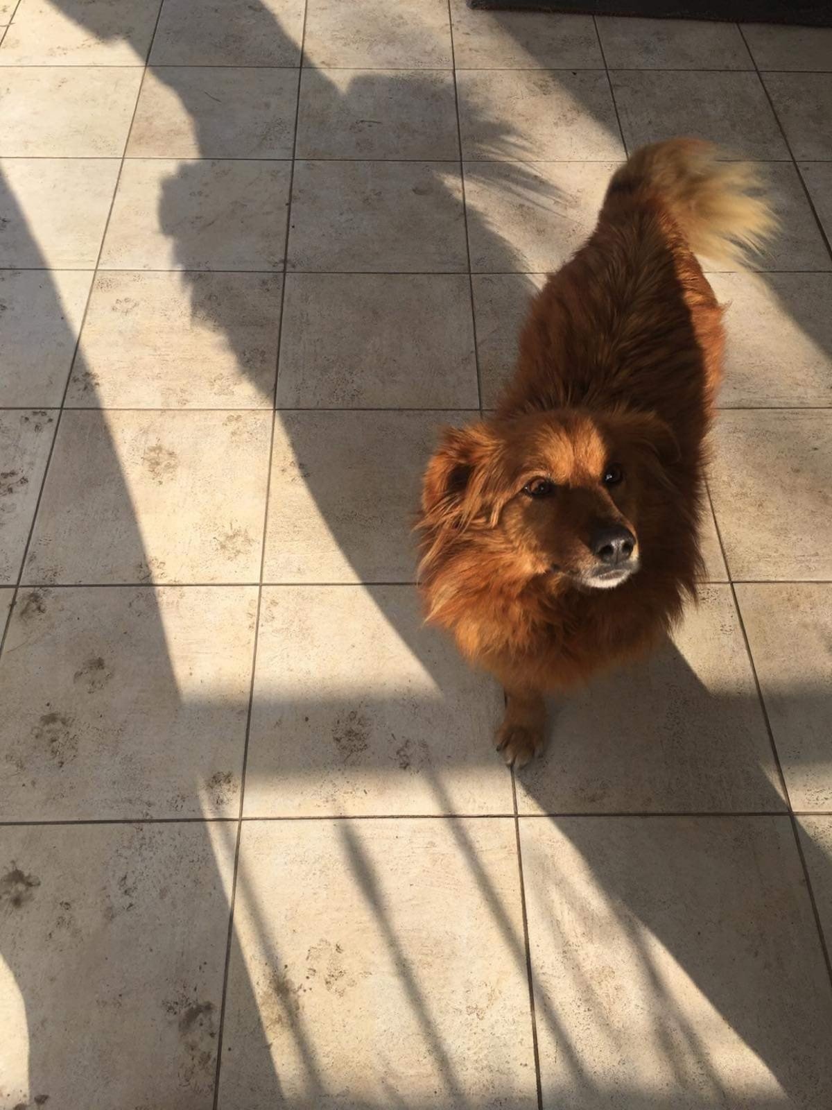 В Днепре после празднования Нового года пропали десятки котов и собак: нужна помощь 4