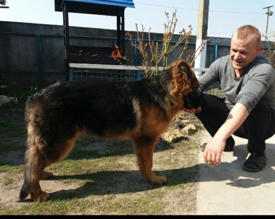 В Днепре после празднования Нового года пропали десятки котов и собак: нужна помощь 6