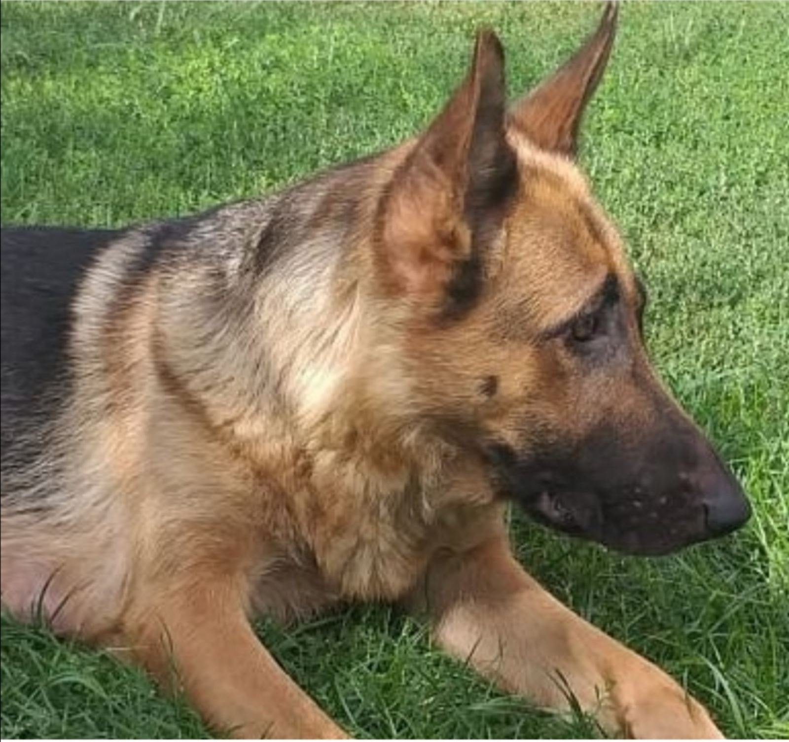 В Днепре после празднования Нового года пропали десятки котов и собак: нужна помощь 7