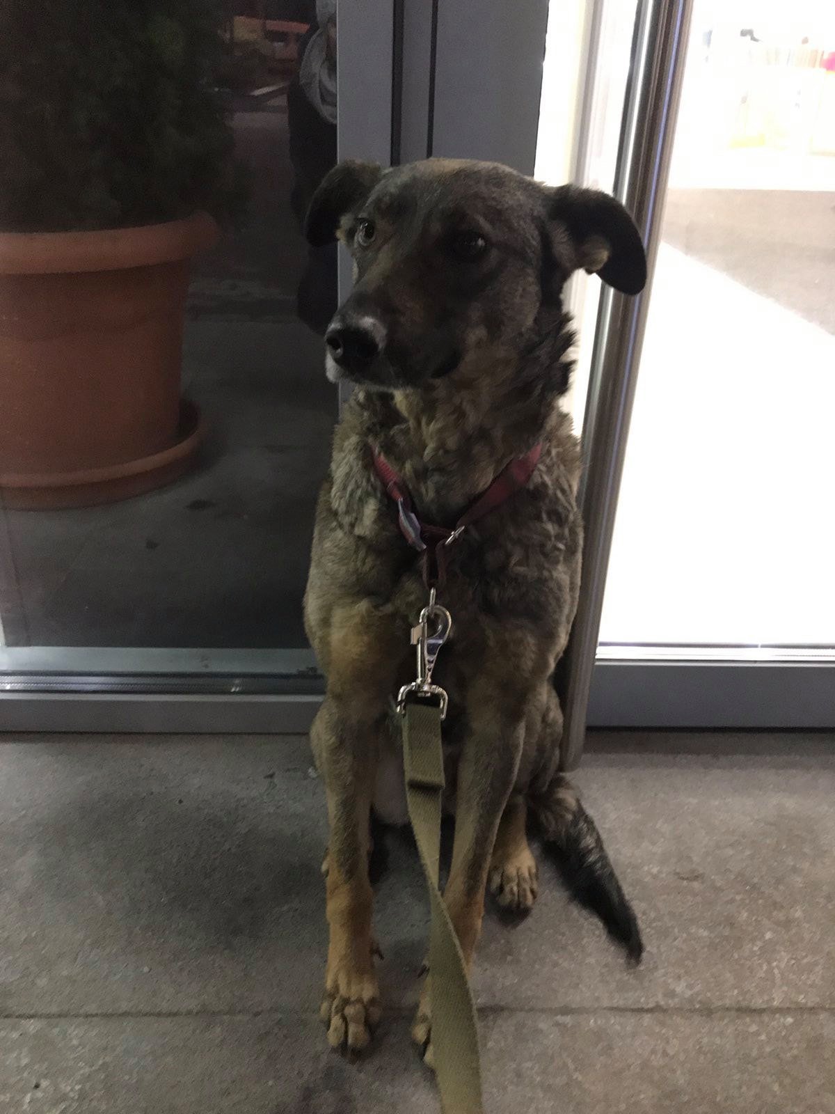 В Днепре после празднования Нового года пропали десятки котов и собак: нужна помощь 8